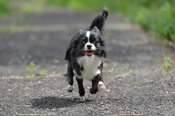 It is a picture of Chihuahuas taking a walk