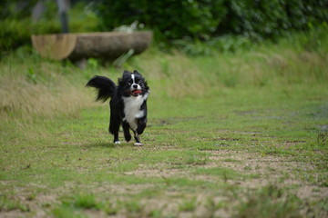 It is a picture of Chihuahuas taking a walk