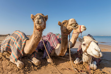 Cute camels resting at the beach in Ras Al Khaimah, UAE
