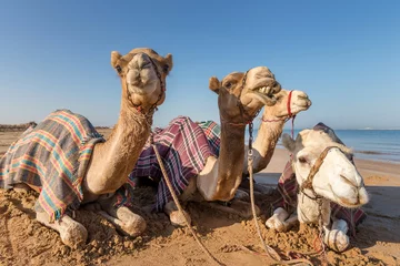 Fotobehang Cute camels resting at the beach in Ras Al Khaimah, UAE © Freelancer