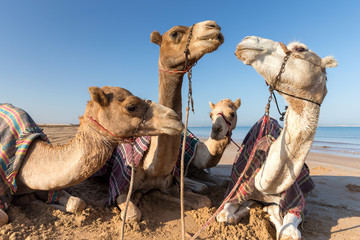 Cute camels resting at the beach in Ras Al Khaimah, UAE