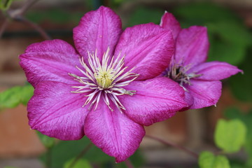 Clematis