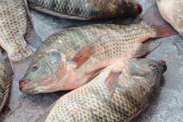 Fish Tilapia in the market
