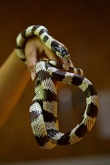 Naklejka premium Couleuvre noire et blanche