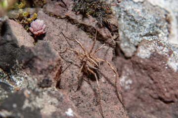 long-legged beetle climbing on rock