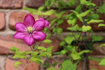 Clematis