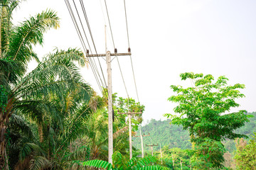 Electricity transmission line with green tree nature, Green conservative energy, Energy be friendly...