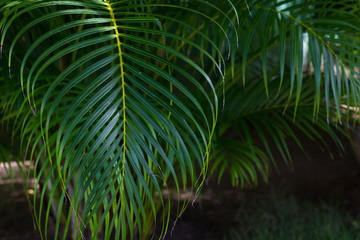 Coconut palm leaf