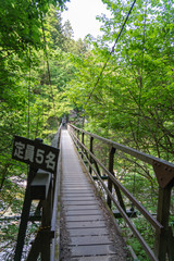 Obraz premium 尾白川渓谷の吊橋