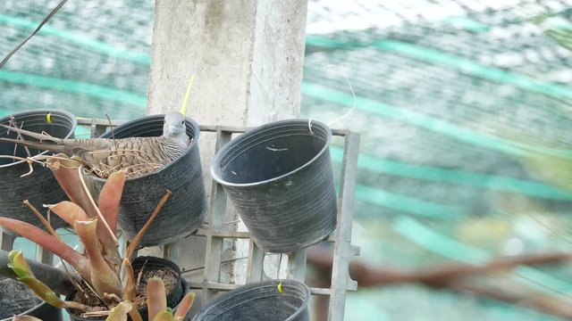The Pegeon Hatching on The Plant Pot in The Air