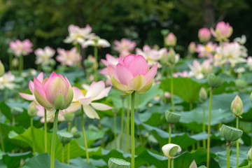 Lotus