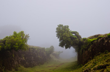 Nebelschwaden ziehen über eine Hochebene von Madeira in einen Hohlweg und erzeugen eine geheimnisvolle Stimmung