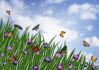 Crocus flowerbed with butterflies