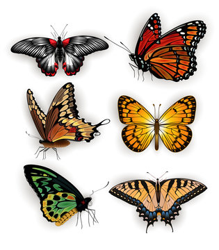 Colorful butterfly collection