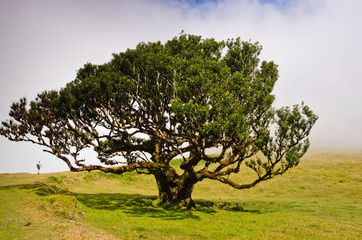 Nebelschwaden ziehen über eine Hochebene mit alten Lorbeerbäumenvon Madeira und erzeugen eine geheimnisvolle Stimmung