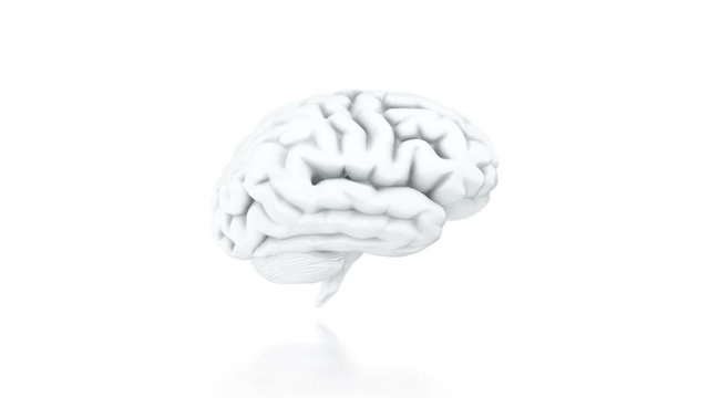 Human brain 3D model rotating on white background with reflection. Seamless looping animation