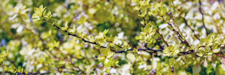 Berberis Thunbergii Aurea or Barberry Shrub close up bush with yellow leaves