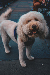 Chipper dog in Brooklyn, NYC. 