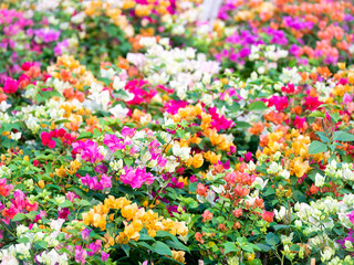 Colorful of Bougainvillea Flowers Blooming
