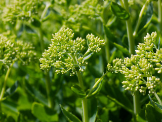 samphire or Crithmum plant in the garden close up