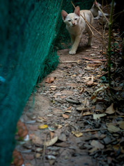Fototapeta premium Yellow Striped White Kitten Walking