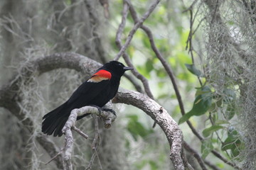Red Winged Blackbird
