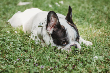 french buldog black and white pet dog 