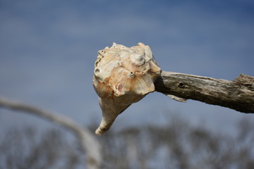 Seashell on branch