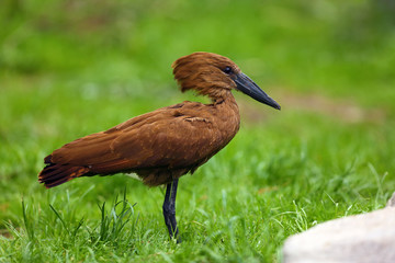The hamerkop (Scopus umbretta) in the shallow lagoon. Hamerkop with green background.
