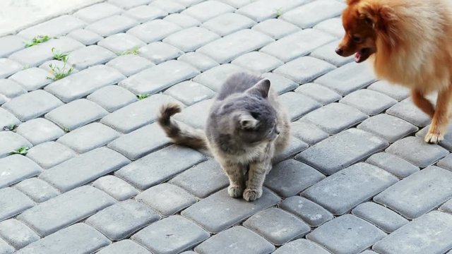 Angry cat fighting with little dog. Spitz wants to bite the cat by the tail, funny animals are playing.