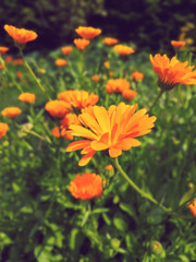 Fototapeta premium Close up of a field full of orange calendula flowers