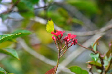  Red Flowers Natural in the forest That looks fresh and beautiful