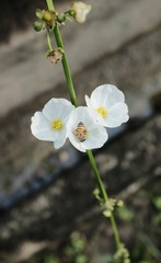 Bee among three white flowers