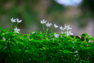  White flower Natural in the forest That looks fresh and beautiful