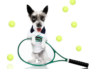 tennis dog  with owner and ball