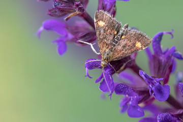 Mint Moth (Pyrausta aurata) on Salvia nemorosa ‘Caradonna’