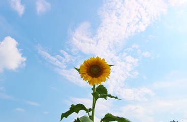 Fototapeta premium ひまわり 元気 空 夏 杤木