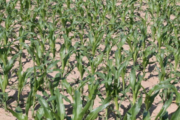 Fototapeta premium Young maize plants with green leaves on agricultural field. June, Belarus