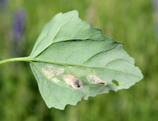 Orache (Atriplex sp.) green leaf with mine of Six-spot crest moth (Chrysoesthia sexguttella). June, Belarus