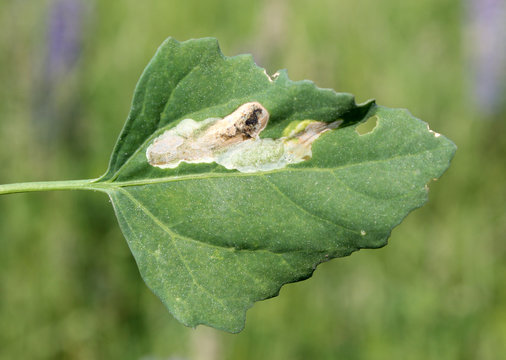 Orache (Atriplex sp.) green leaf with mine of Six-spot crest moth (Chrysoesthia sexguttella). June, Belarus