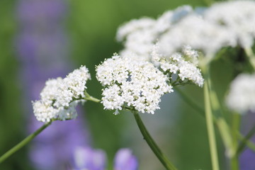 White flowers of Valerian or Valeriana officinalis close-up in wild. June, Belarus