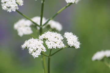 White flowers of Valerian or Valeriana officinalis close-up in wild. June, Belarus