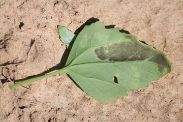 Downy mildew (Peronospora sp.) on green leaf of Orache (Atriplex sp.)