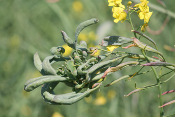 Galls of Dasineura napi on green fruits of rape (Brassica napus). June, Belarus