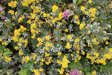 wild flowers in brittany (france)