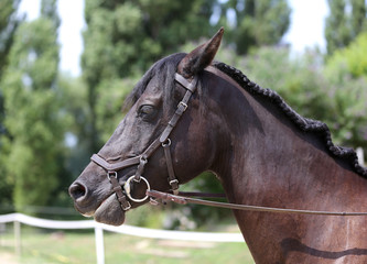 Fototapeta premium Neck of a sport horse in dressage