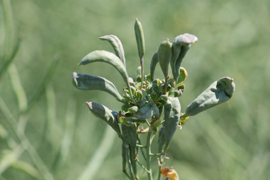 Galls of Dasineura napi on green fruits of rape (Brassica napus). June, Belarus