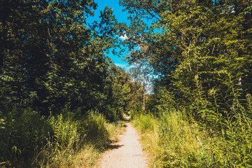 Fototapeta premium lone path in the forest
