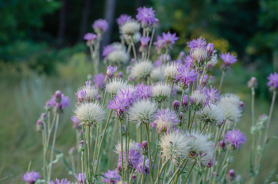 A lot of White and tender-lilac wildflowers. Amberboa moschata. Shooting at eye level. Macro. Soft focus. Horizontal option for design.