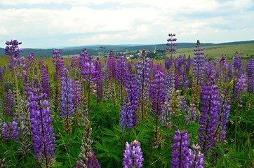 A blue flowering lupine or lupine plant, Blue flowers 